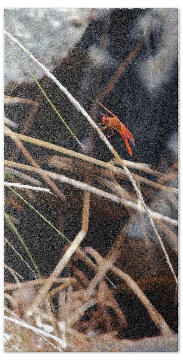 Dragonfly Bath Towel featuring the photograph Hanging On by Michele Myers