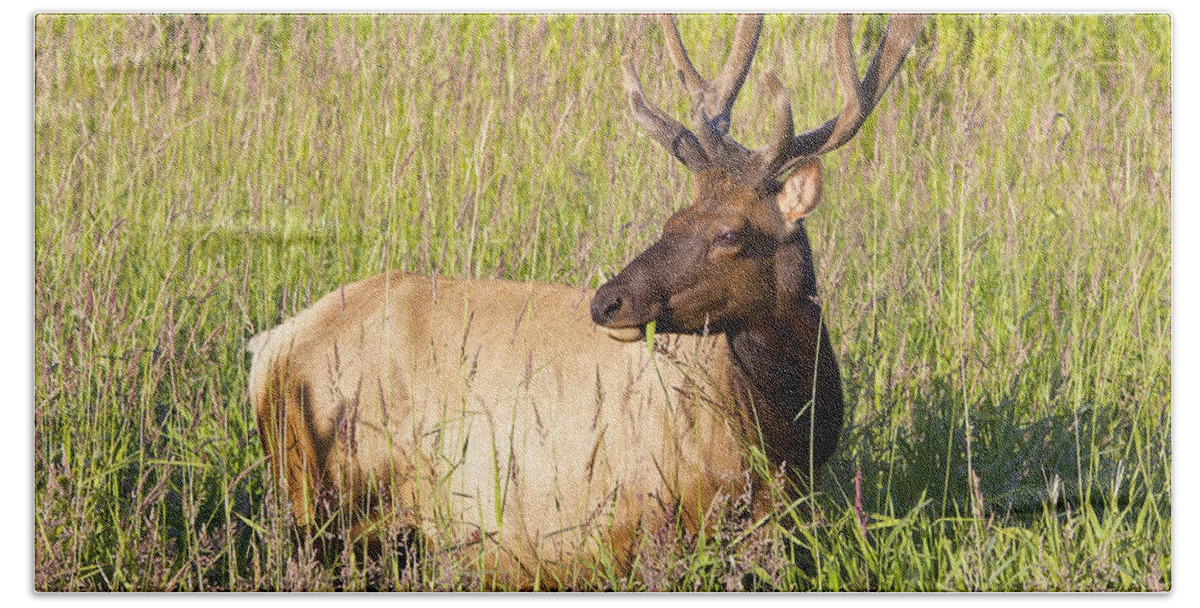 Elk Bath Towel featuring the photograph Hanging out in the Meadow by Todd Kreuter
