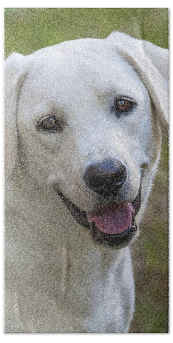 Dog Bath Towel featuring the photograph Happy Lab by Stephen Anderson