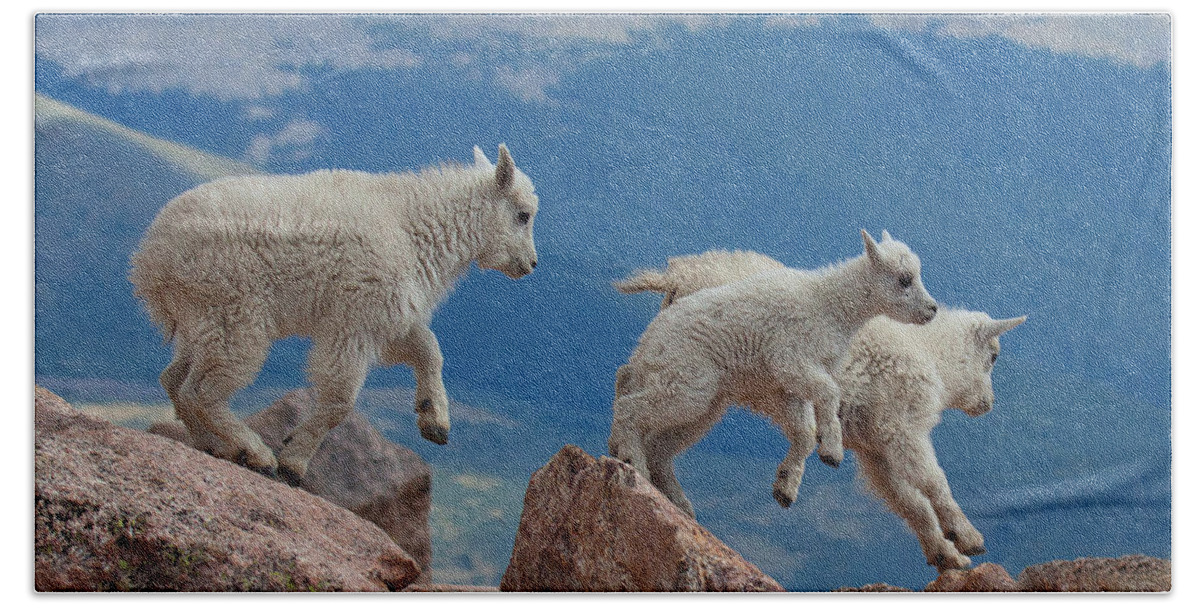 Mountain Goats; Posing; Group Photo; Baby Goat; Nature; Colorado; Crowd; Baby Goat; Mountain Goat Baby; Happy; Joy; Nature; Brothers Bath Towel featuring the photograph Happy Landing by Jim Garrison