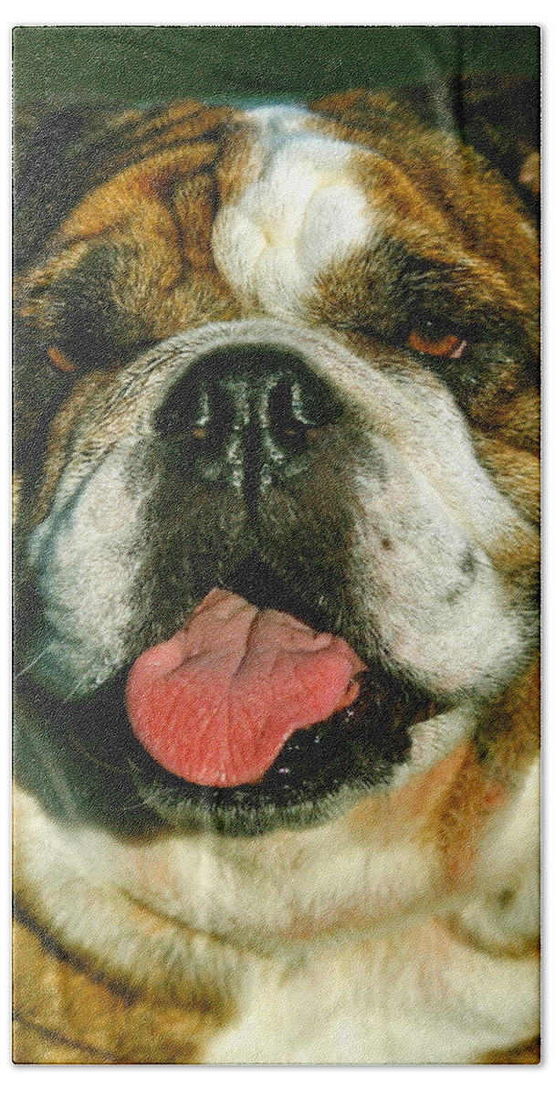 Dogs Hand Towel featuring the photograph Happy the english bulldog by Lehua Pekelo-Stearns
