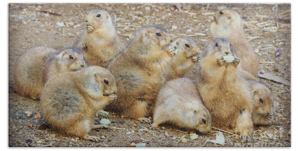 Prairie Dog Hand Towel featuring the photograph Happy Thanksgiving by Chris Scroggins