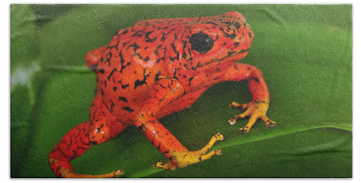 Feb0514 Hand Towel featuring the photograph Harlequin Poison Dart Frog Colombia by Thomas Marent