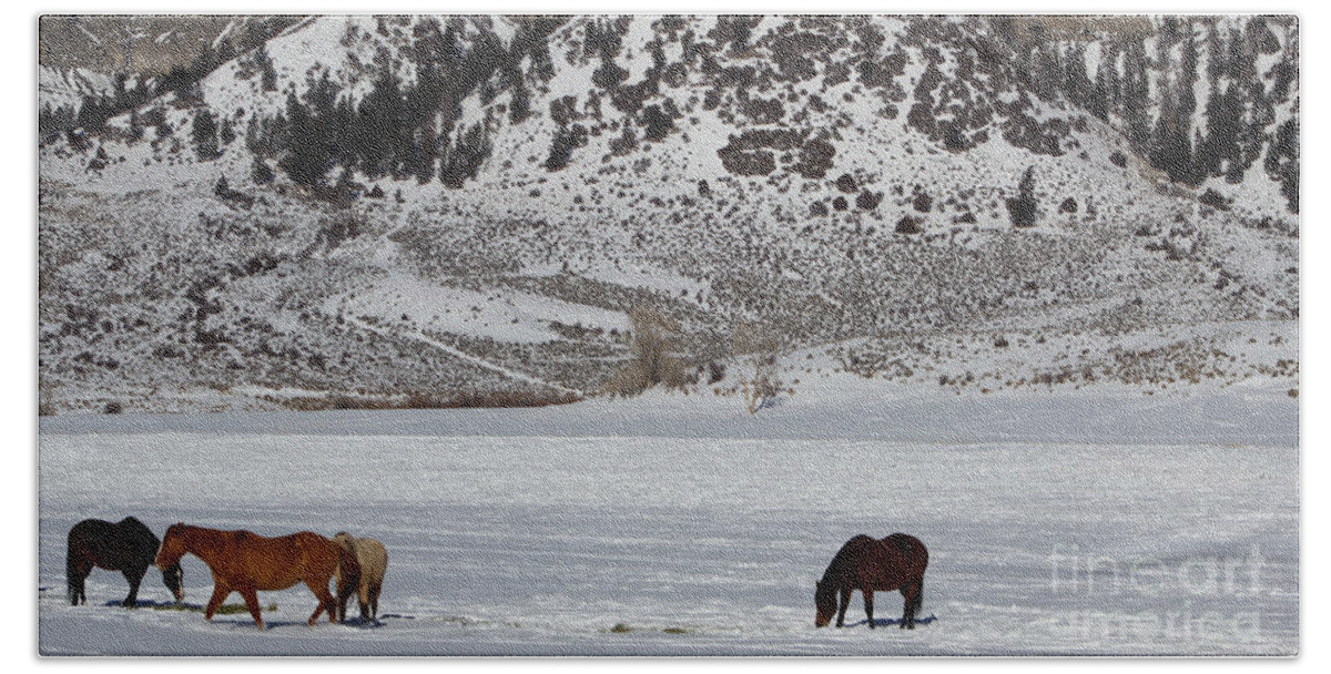 Horses Hand Towel featuring the photograph Harmony by Fiona Kennard