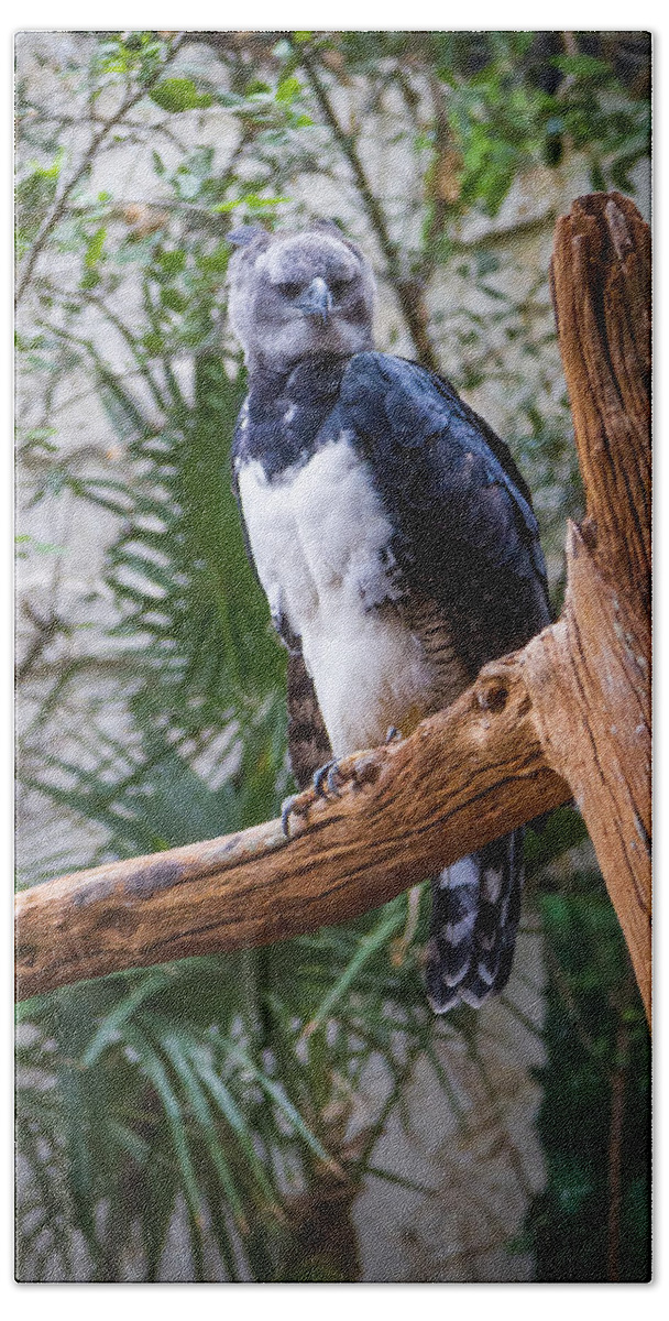 Predator Hand Towel featuring the photograph Harpy Eagle by Ken Stanback