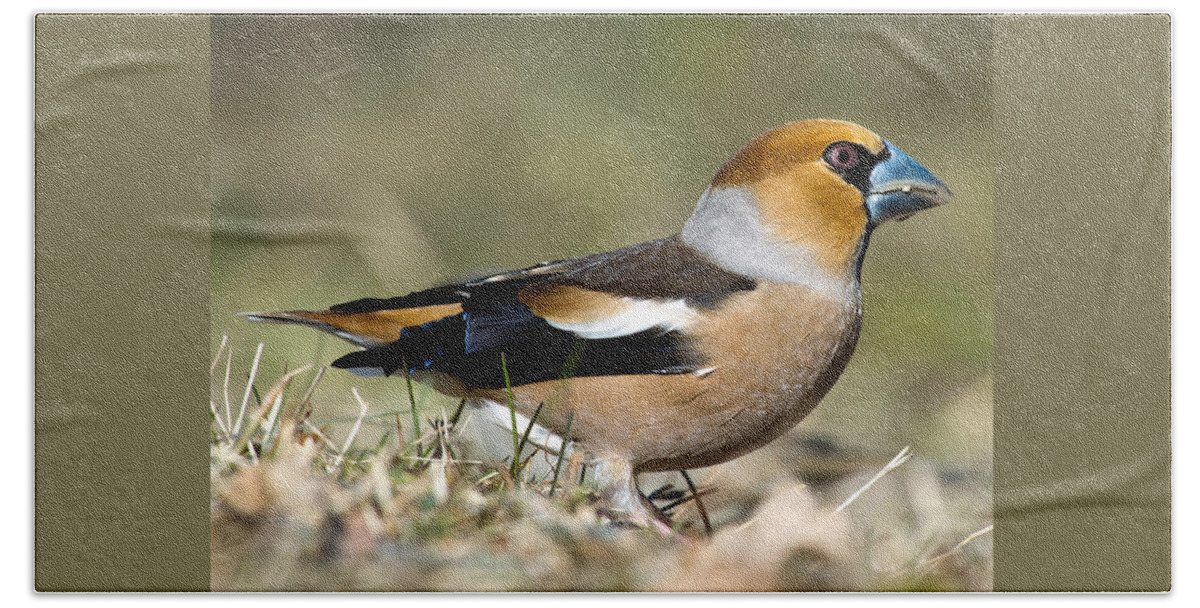 Hawfinch's Profile Square Bath Towel featuring the photograph Hawfinch's Profile Square by Torbjorn Swenelius