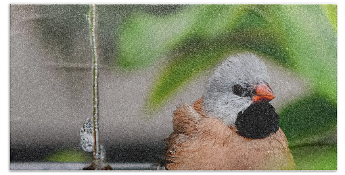 Heck's Grassfinch Hand Towel featuring the photograph Heck's Grassfinch Bath Time by Olga Hamilton