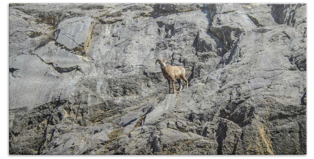 Big Horn Sheep Hand Towel featuring the photograph Big Horn Sheep Coming Down The Mountain by Roxy Hurtubise