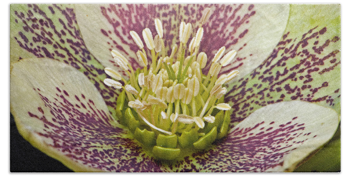 Anther Bath Towel featuring the photograph Hellebore Flower by Nigel Cattlin