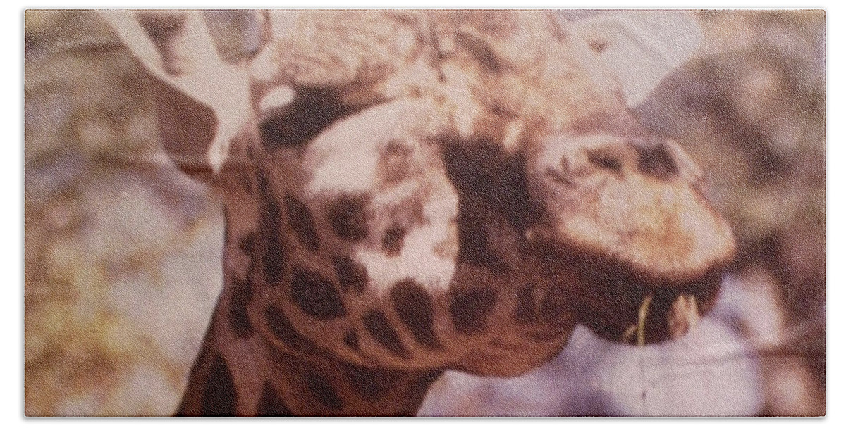 #giraffe #albanygeorgia #springtime #eatinggrass Bath Towel featuring the photograph Velvety Giraffe In Georgia by Belinda Lee