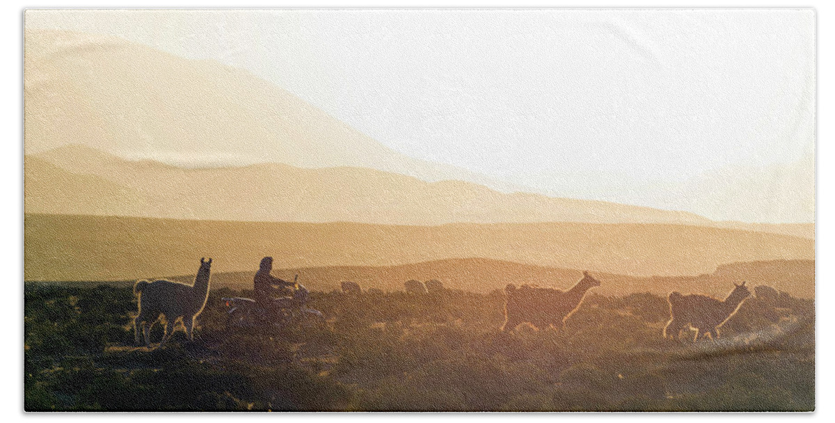 Photography Hand Towel featuring the photograph Herd Of Llamas Lama Glama In A Desert by Panoramic Images