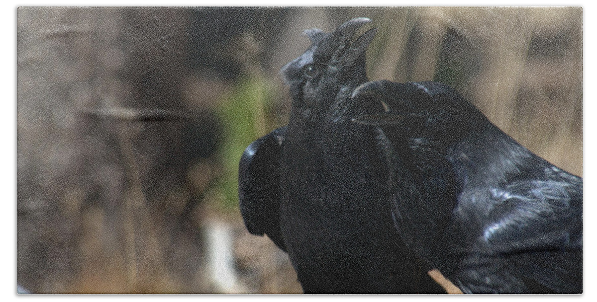 Raven Bath Towel featuring the photograph Here he is by Frank Madia