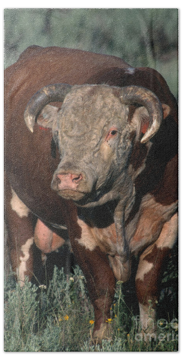 Hereford Cattle Bath Towel featuring the photograph Hereford Bull by William H. Mullins