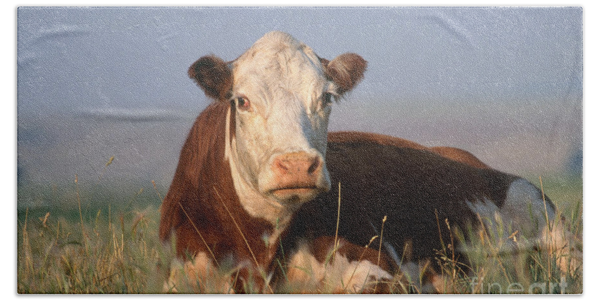 Fauna Bath Towel featuring the photograph Hereford Cow by Alan and Sandy Carey