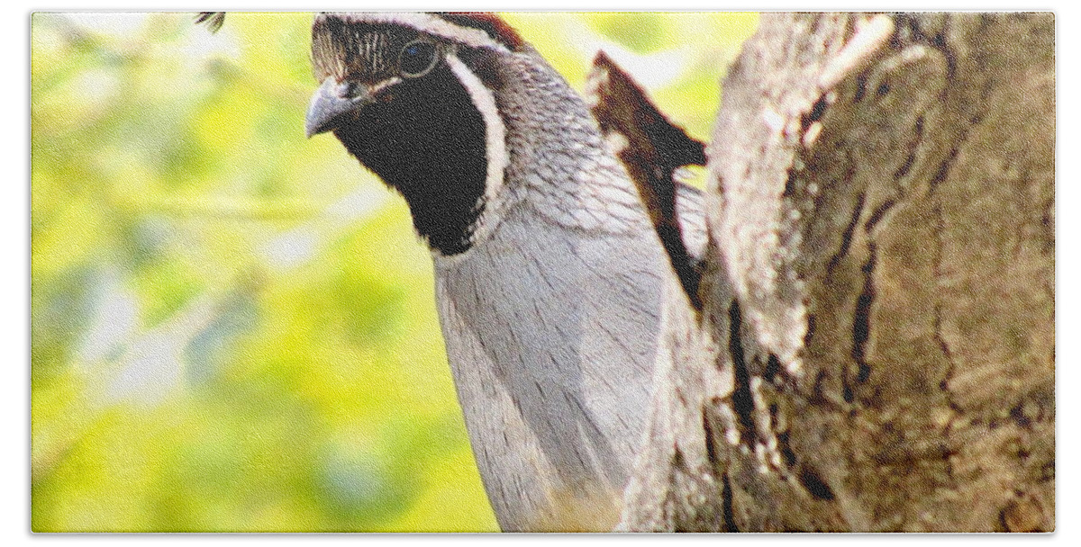 Gambel's Quail Hand Towel featuring the photograph Here's Looking At You by Marilyn Smith