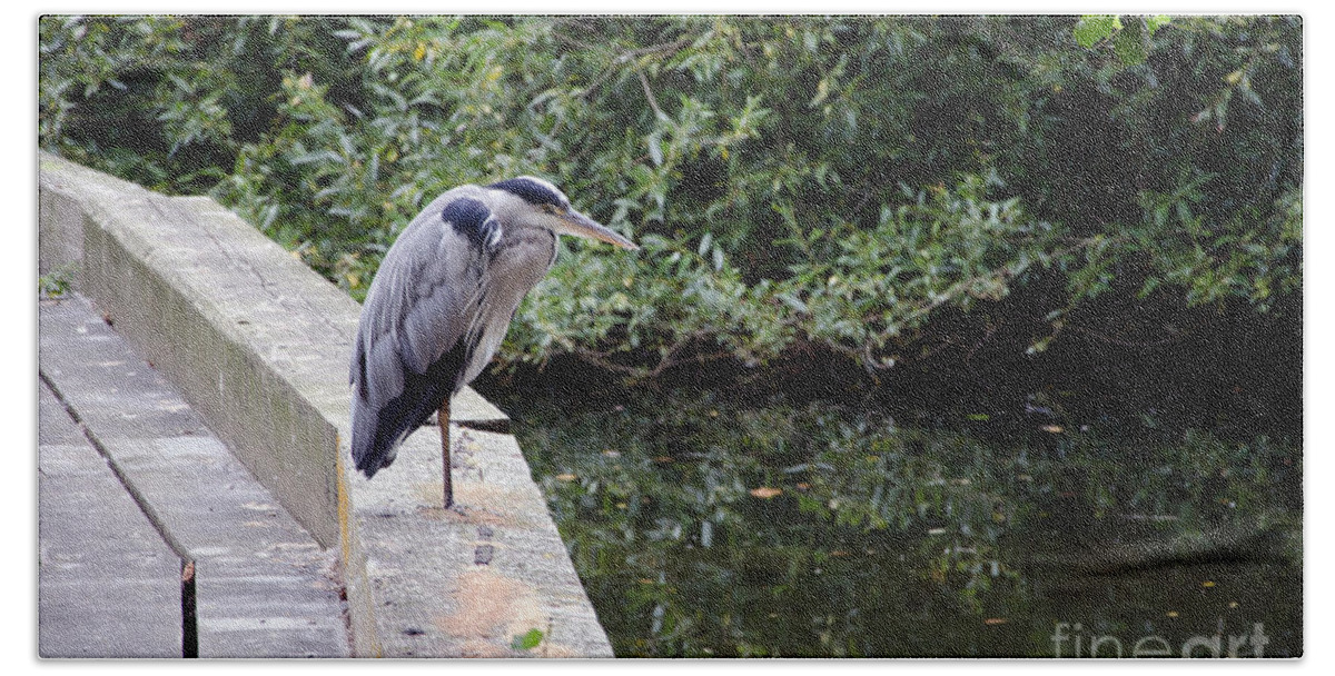 Heron Hand Towel featuring the photograph Heron of Buckingham by Laurel Best