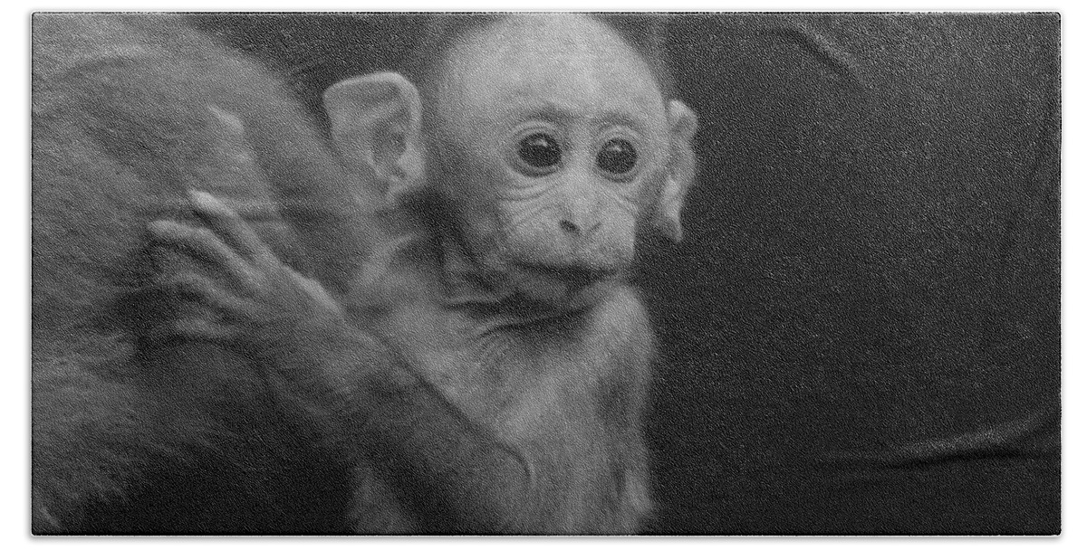 Baby Monkey Bath Towel featuring the photograph Hey mom look what is there by Ramabhadran Thirupattur