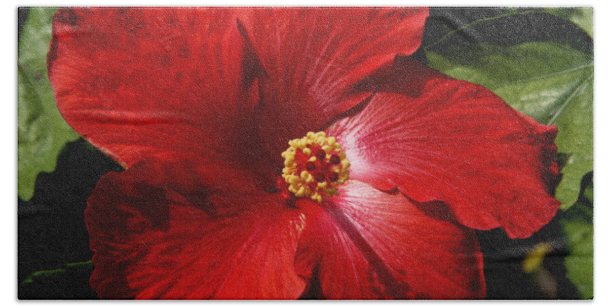 Hibiscus Hand Towel featuring the photograph Hibiscus Landscape by Jeanette C Landstrom