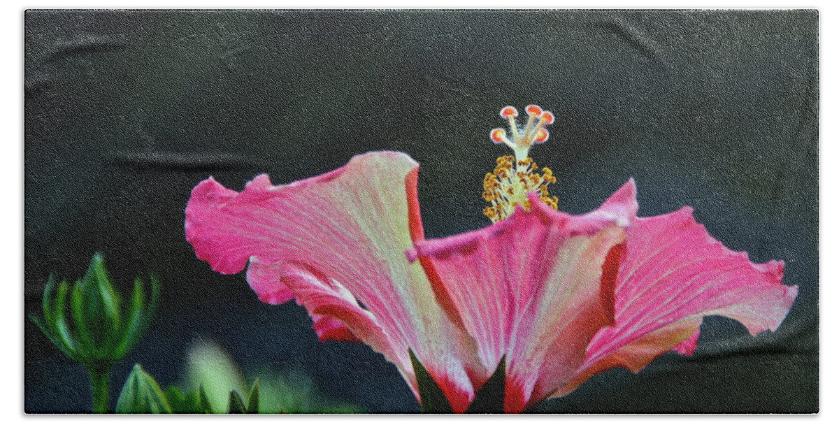 Red White Gold Green Hibiscus Blossom And Bud Hand Towel featuring the photograph High Speed Hibiscus Flower by Byron Varvarigos