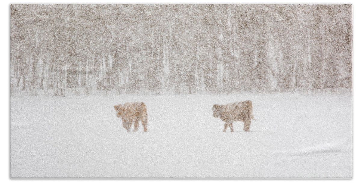 Highland Cattle Bath Towel featuring the photograph Highland Cattle in the Snow by Cheryl Baxter