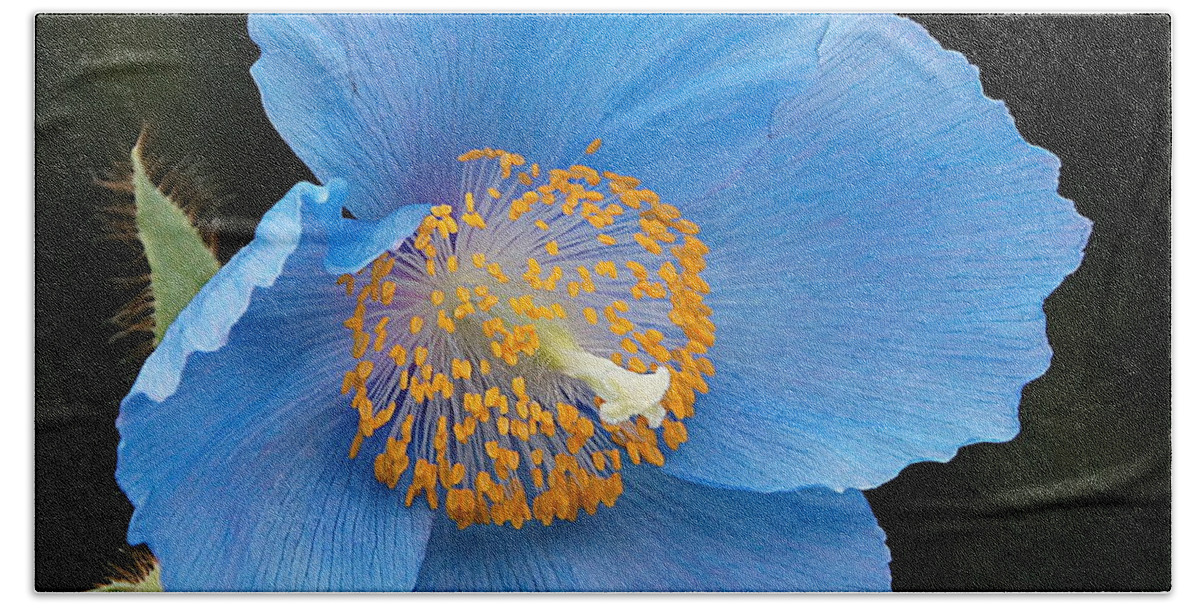 Himalayan Blue Poppy Hand Towel featuring the photograph Himalayan Gift -- Meconopsis Poppy by Byron Varvarigos