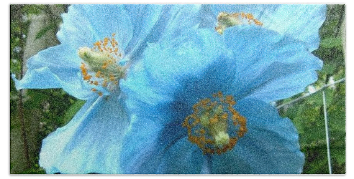 Rare Flower Hand Towel featuring the photograph Himalayan Poppy by Sharon Duguay