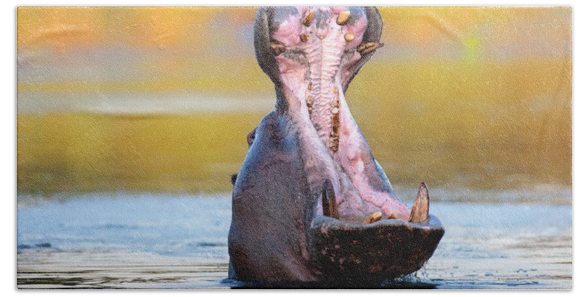 Hippopotamus Bath Towel featuring the photograph Hippopotamus displaying aggressive behavior by Johan Swanepoel
