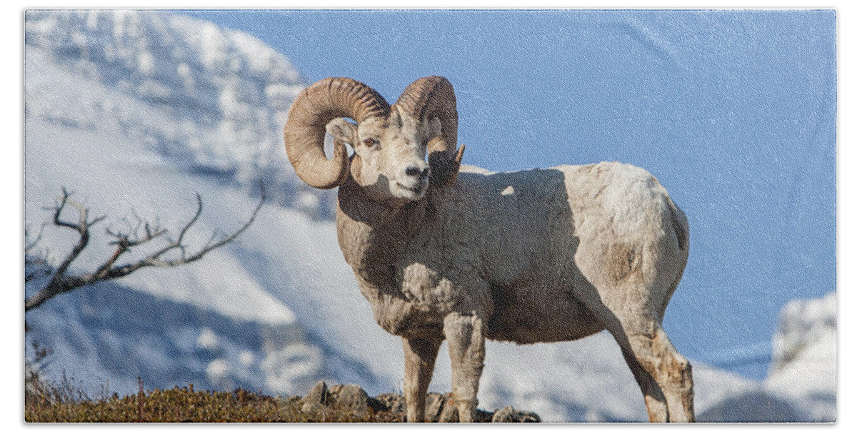 Big Horn Ram Bath Towel featuring the photograph His Majesty by Jack Bell