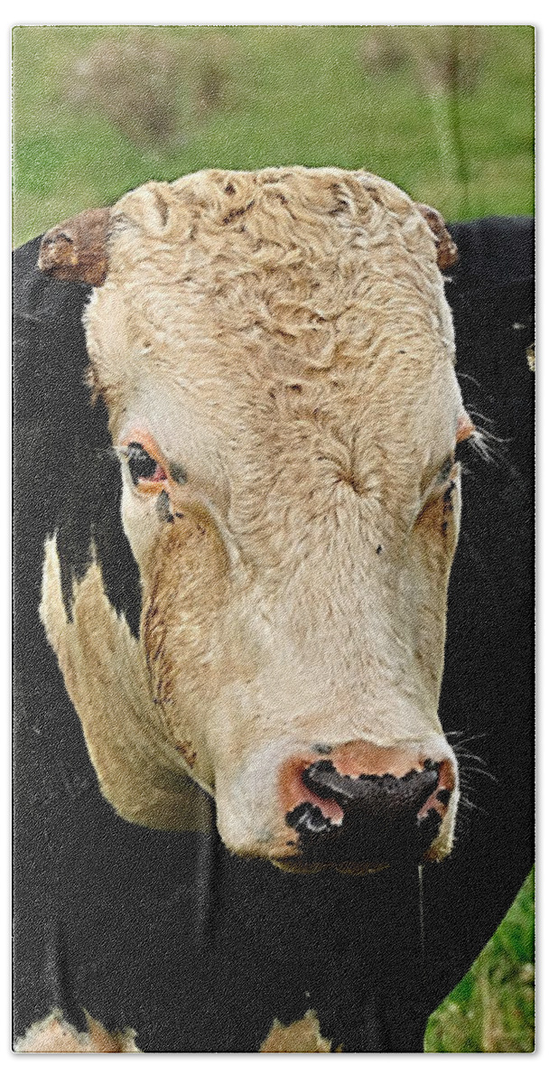 Photography Bath Towel featuring the photograph Holstein Friesian Bull by Kaye Menner
