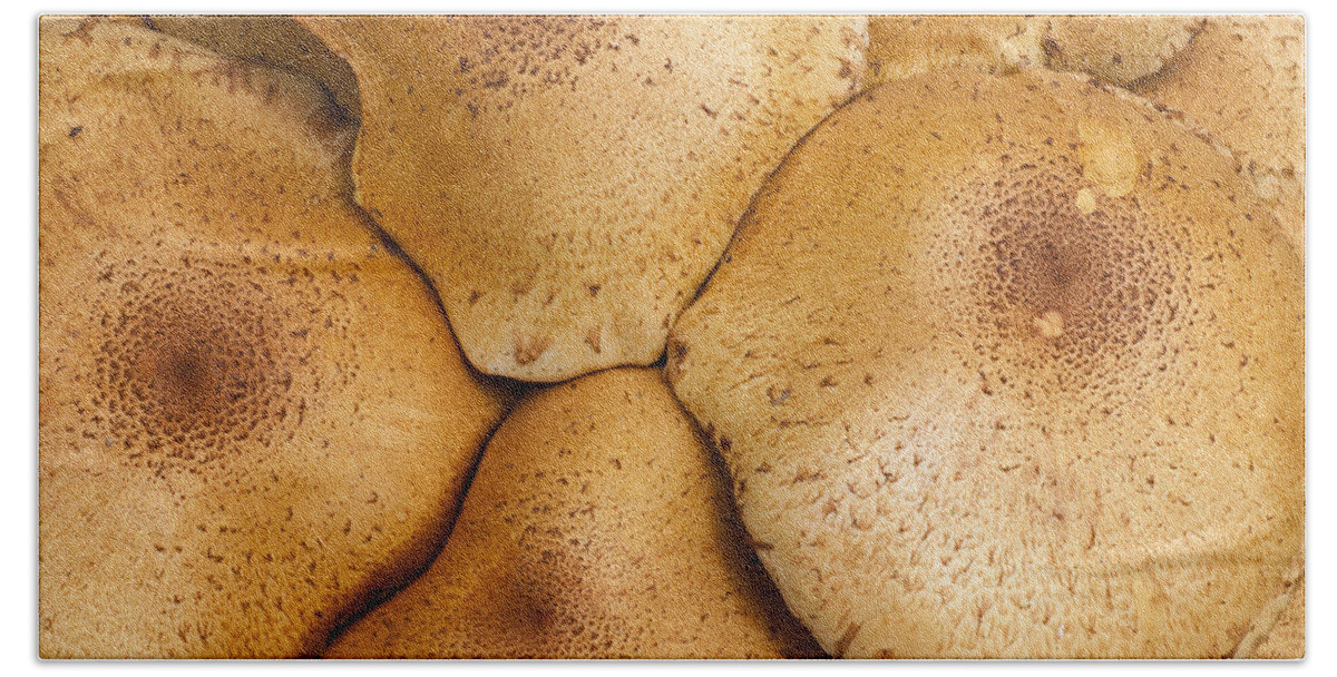 Feb0514 Bath Towel featuring the photograph Honey Fungus Mushrooms Germany by Duncan Usher