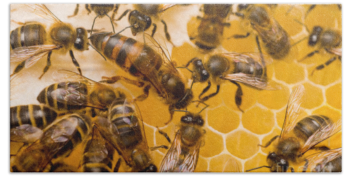 Honey Bees Bath Towel featuring the photograph Honeybee Workers And Queen by Mark Bowler