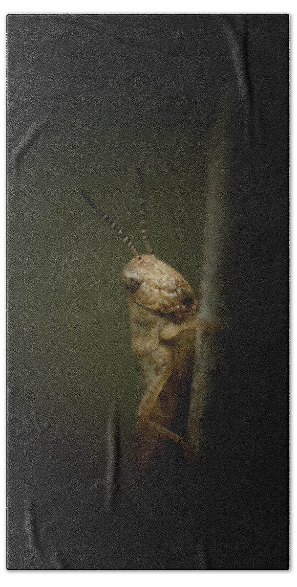 Grasshopper Bath Towel featuring the photograph hop by Shane Holsclaw