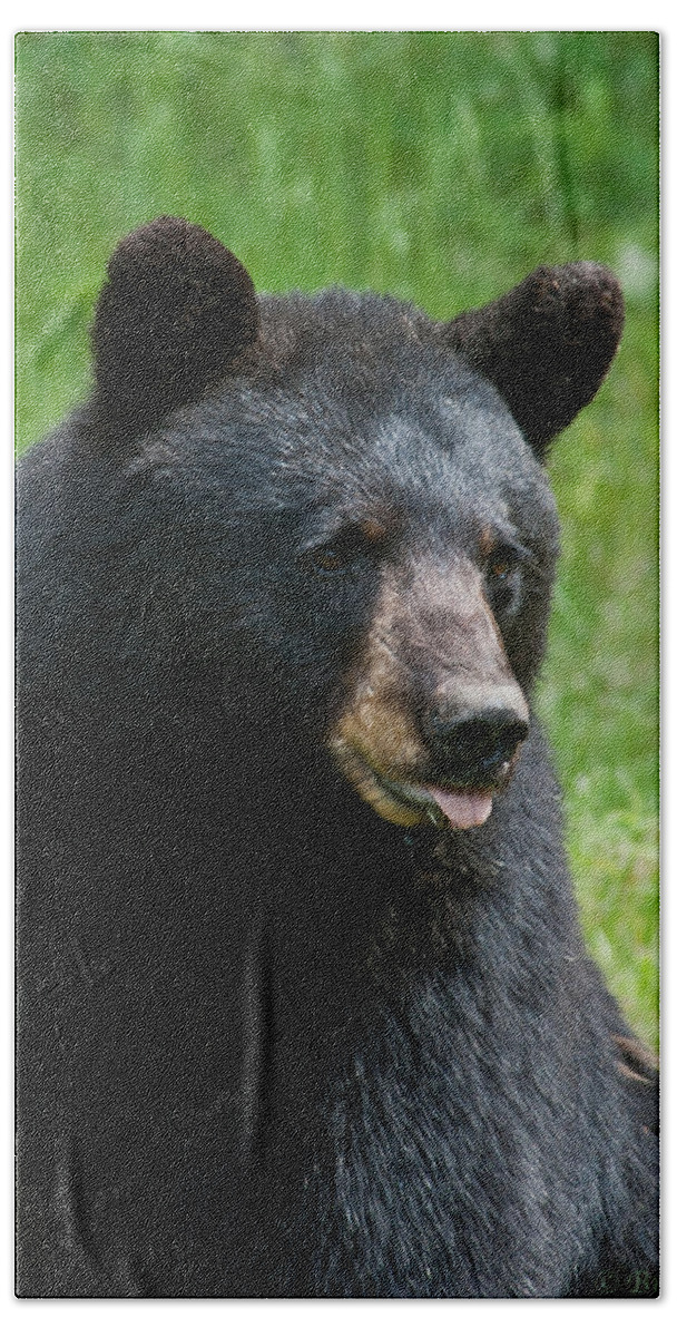 Bears Bath Towel featuring the photograph Hot Day in Bear Country by Brenda Jacobs