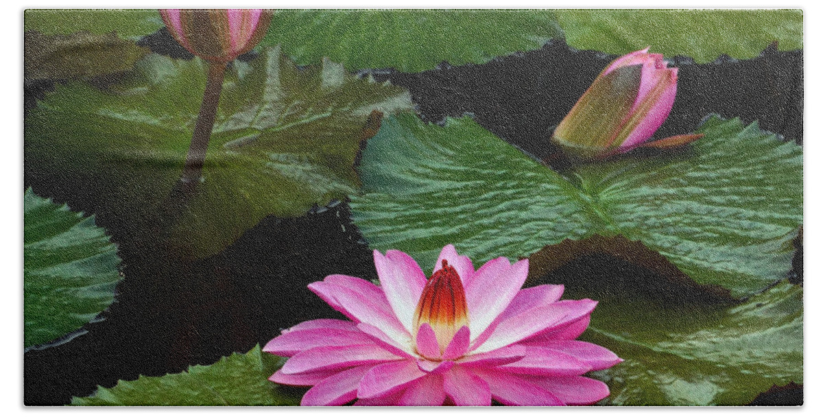 Hot Pink Hand Towel featuring the photograph Hot Pink And Green Tropical Waterlilies by Byron Varvarigos