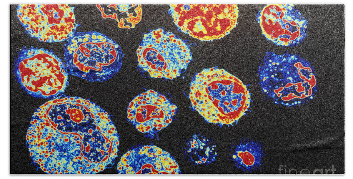 White Blood Cell Bath Towel featuring the photograph Human White Blood Cells by Scott Camazine