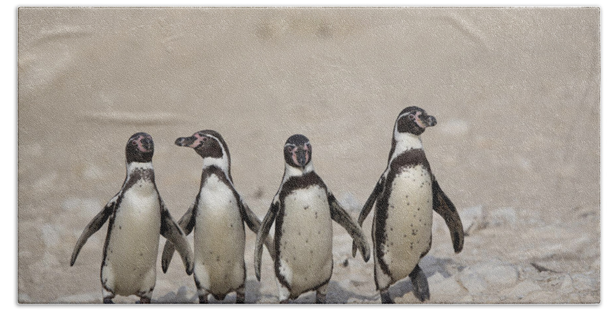 535344 Bath Towel featuring the photograph Humboldt Penguins Punta San Juan by Cyril Ruoso