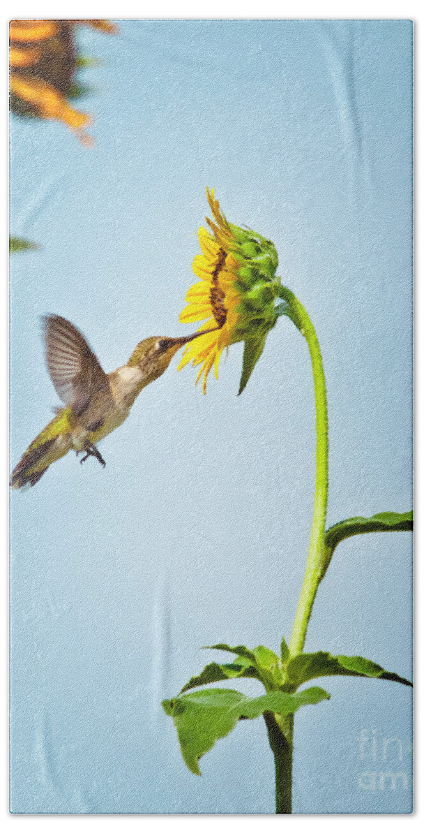 Animal Hand Towel featuring the photograph Hummingbird At Sunflower by Robert Frederick
