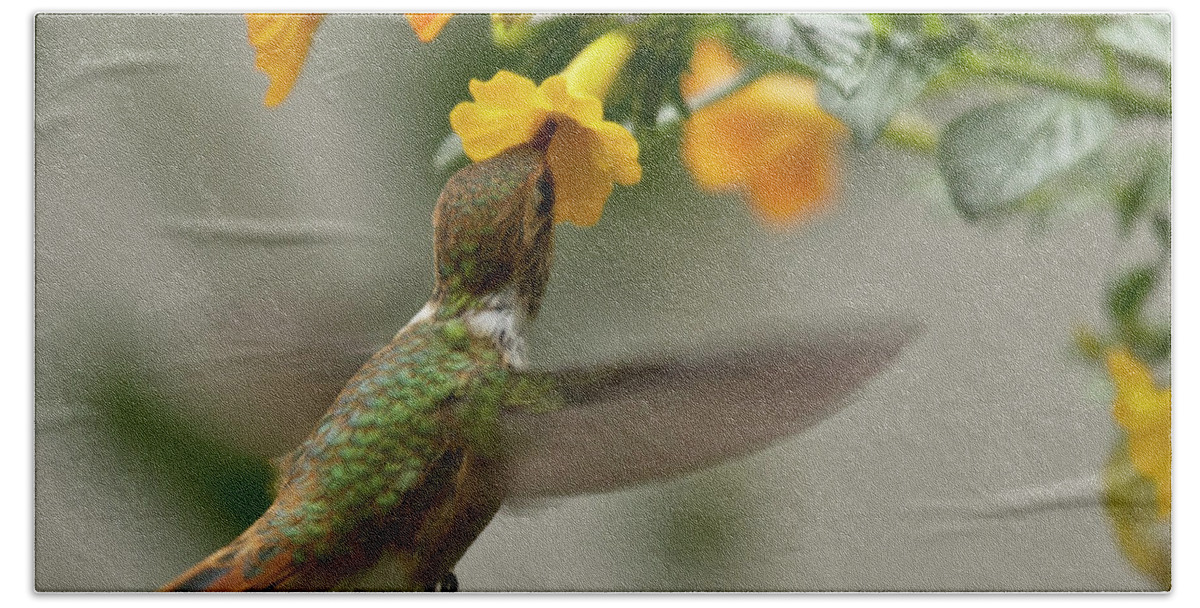 Bird Hand Towel featuring the photograph Hummingbird sips Nectar by Heiko Koehrer-Wagner