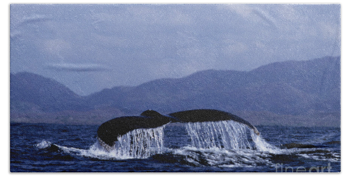 Nature Bath Towel featuring the photograph Hump backed whale tail with cascading water by John Harmon