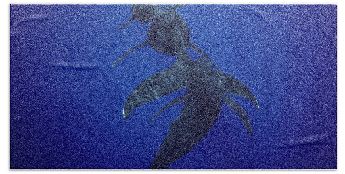 Feb0514 Hand Towel featuring the photograph Humpback Whale Calf Mother And Male by Flip Nicklin