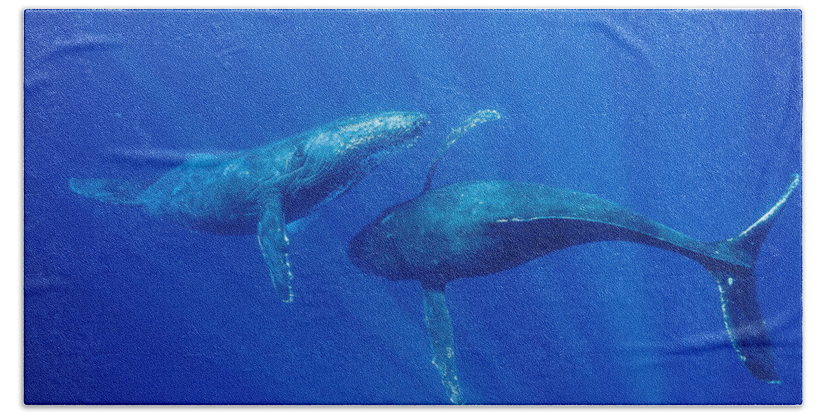 Feb0514 Bath Towel featuring the photograph Humpback Whale Males Interacting Maui by Flip Nicklin