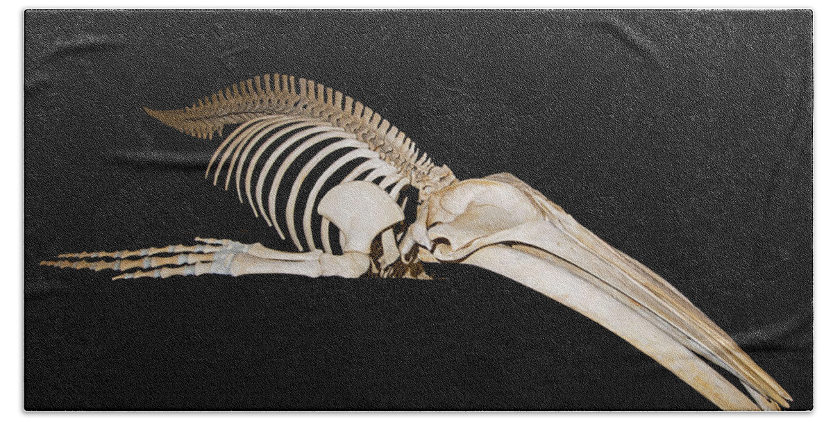 Anatomy Bath Towel featuring the photograph Humpback Whale Skeleton by Millard H. Sharp