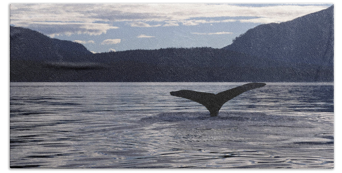 Feb0514 Bath Towel featuring the photograph Humpback Whale Tail At Sunset Southeast by Flip Nicklin