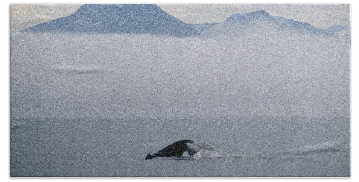Feb0514 Bath Towel featuring the photograph Humpback Whale Tail Southeast Alaska by Flip Nicklin