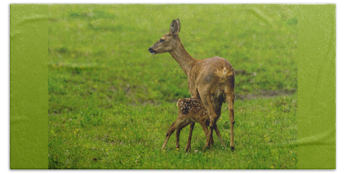 Hungry Roe Deer Fawn Bath Towel featuring the photograph Hungry by Torbjorn Swenelius
