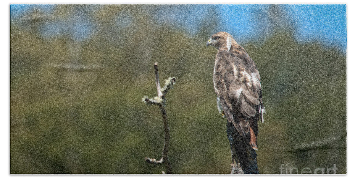  Bath Towel featuring the photograph Hunting Red Tail by Cheryl Baxter
