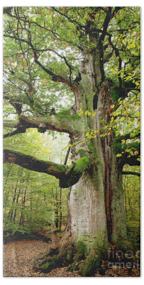 Oak Bath Towel featuring the photograph I am nearly 1000 years old by Heiko Koehrer-Wagner