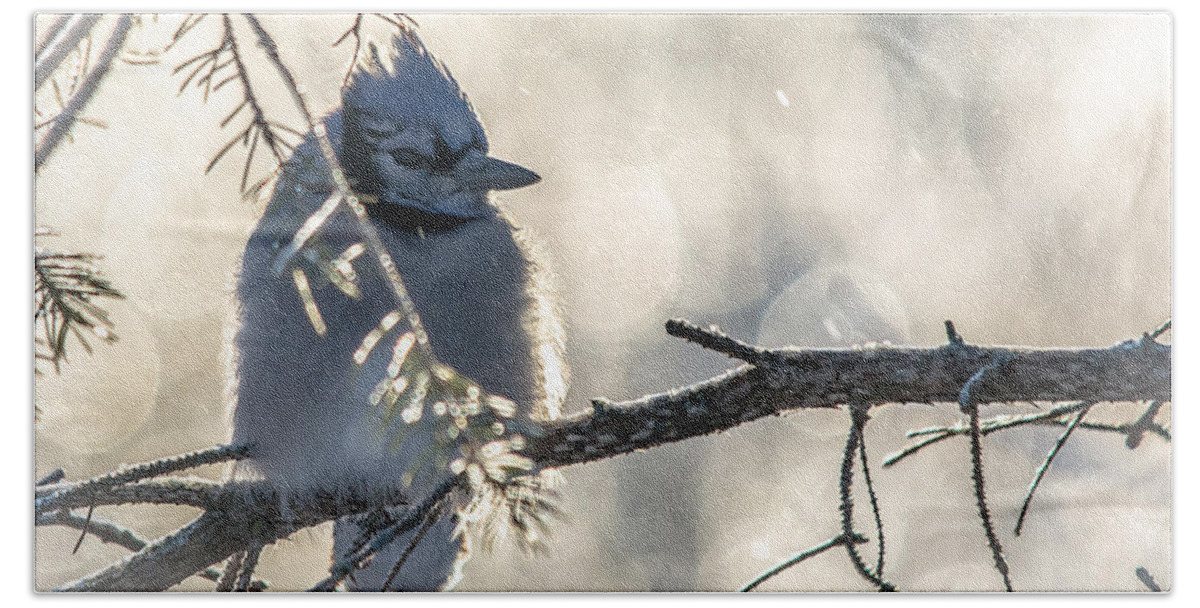 Bokeh Bath Towel featuring the photograph Icy Jay by Cheryl Baxter