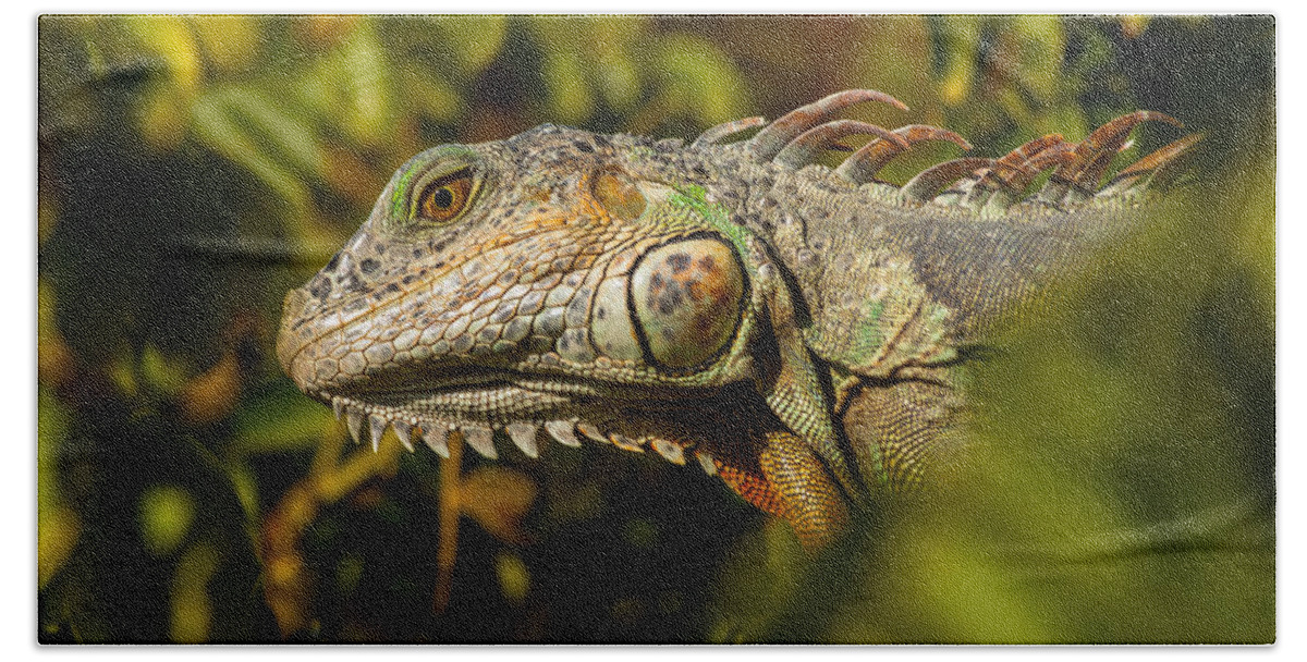Arboreal Hand Towel featuring the photograph Iguana Colors by Ed Gleichman