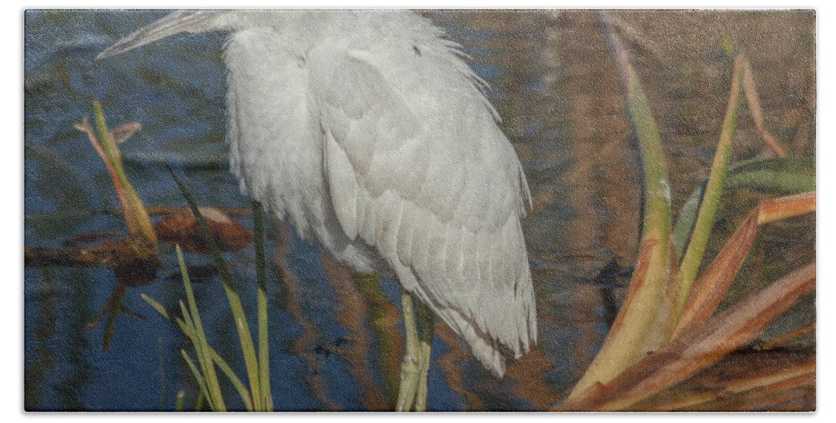 Florida Bath Sheet featuring the photograph Immature little blue heron by Jane Luxton